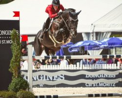 jumper Diamanty Di Magico Z (Zangersheide riding horse, 2008, from Diamant de Semilly)