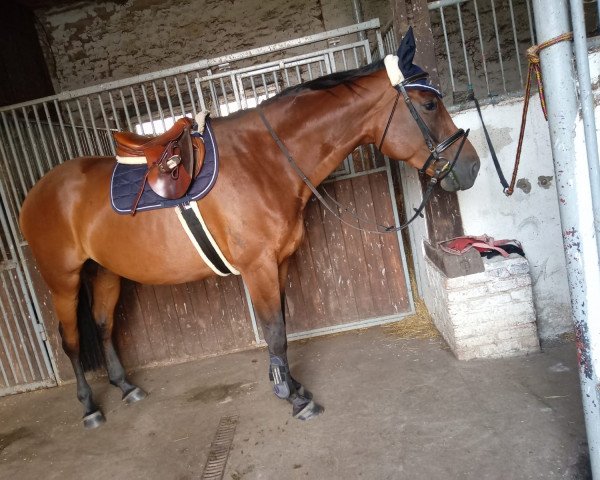 jumper Seraphina (German Sport Horse, 2013, from Stechlin 5)