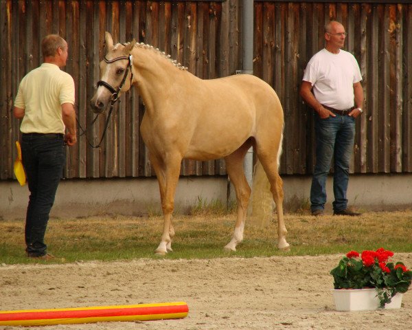 Zuchtstute Bodethal's Goldmarie (Deutsches Reitpony, 2015, von Dornik-Double)