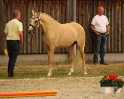 broodmare Bodethal's Goldmarie (German Riding Pony, 2015, from Dornik-Double)