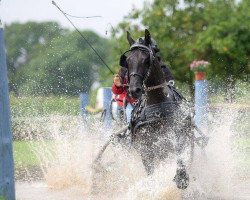 jumper Power Point (German Riding Pony, 2007, from Playboy)