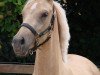 Dressurpferd Bodethal's Golden Girl (Deutsches Reitpony, 2017, von Duke of W)