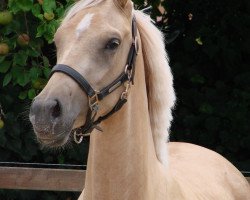 dressage horse Bodethal's Golden Girl (German Riding Pony, 2017, from Duke of W)