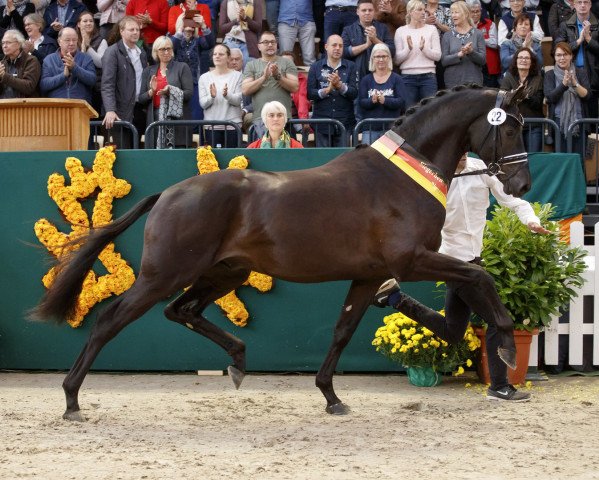 stallion Kaiser Milton (Trakehner, 2015, from E.H. Millennium)
