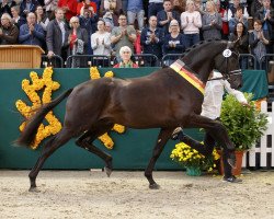 Pferd Kaiser Milton (Trakehner, 2015, von E.H. Millennium)