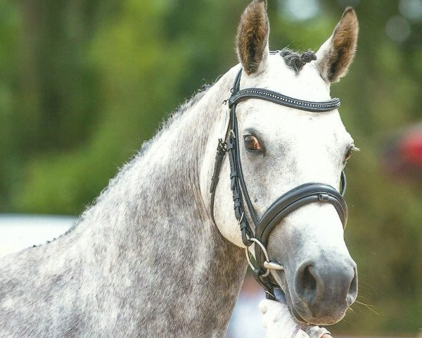 broodmare Bodethal's Aurora (German Riding Pony, 2010, from Speyksbosch Nelson)