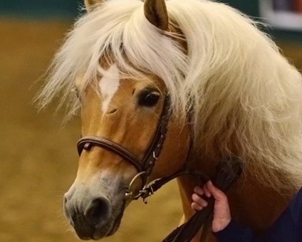 stallion Barolo (Haflinger, 2003, from Barkas)