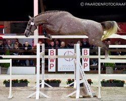 jumper Perseus de Muze (Belgian Warmblood, 2015, from By Cera d'Ick)