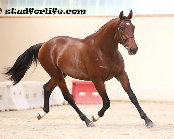 stallion By Cera d'Ick (Selle Français, 2011, from Stakkato)