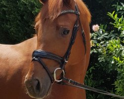 dressage horse Diva Rouge 2 (Hanoverian, 2017, from Desario)