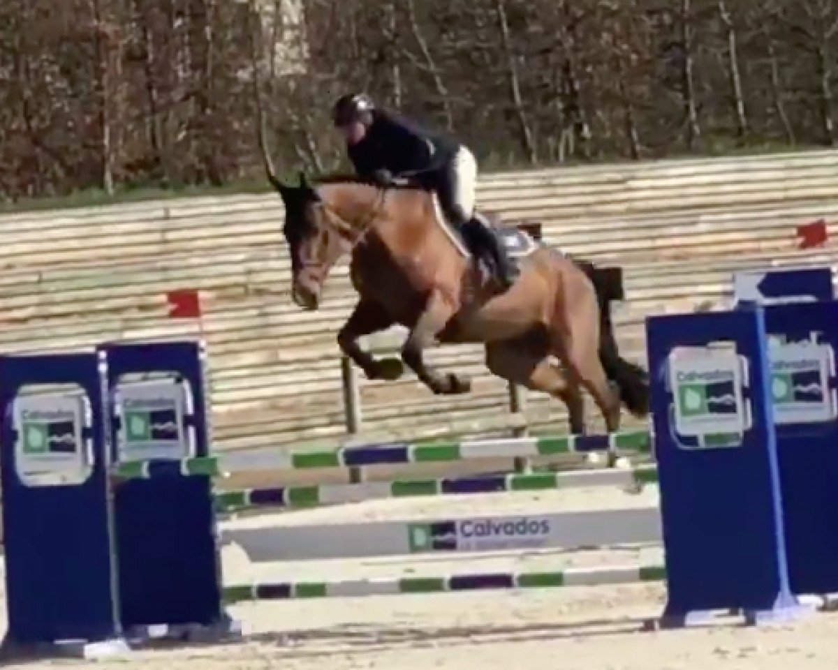 Springpferd Detox de Mars (Selle Français, 2013, von Jarnac)