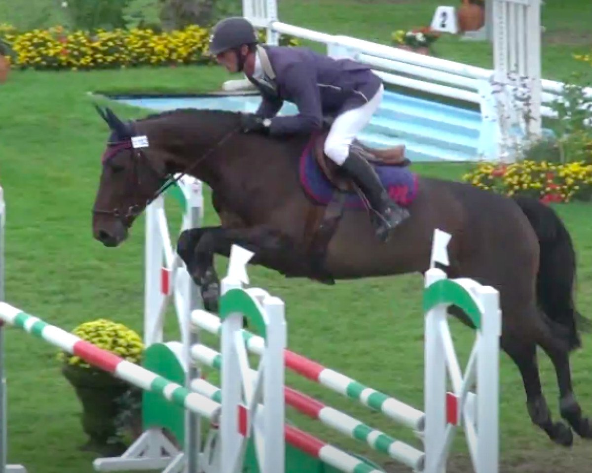 broodmare Toxine de Mars (Selle Français, 2007, from Dollar de la Pierre)