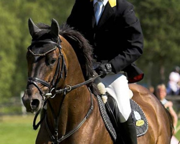stallion Orly-Chin de Muze (Belgium Sporthorse, 1998, from Espri)