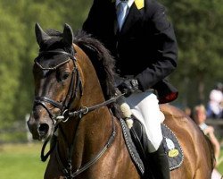 stallion Orly-Chin de Muze (Belgium Sporthorse, 1998, from Espri)