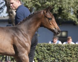 eventing horse Radcliffe (Trakehner, 2018, from Berlusconi)