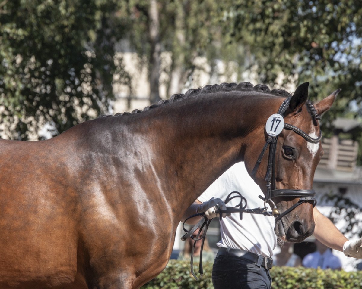broodmare Resumé (Trakehner, 2001, from Biotop)