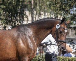 broodmare Resumé (Trakehner, 2001, from Biotop)