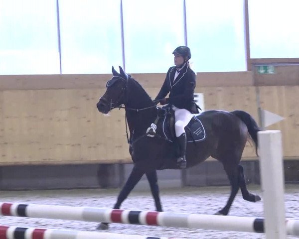 Springturnier Hubertushof RSG Linkenheim-Hochstetten 2014