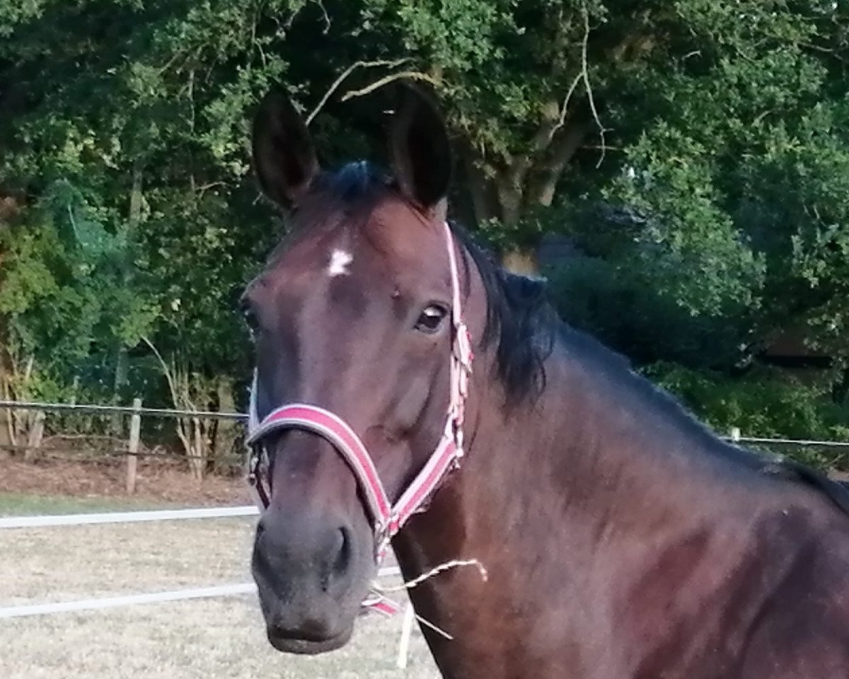 broodmare Ladykracher J (Oldenburg, 2004, from Landor S)