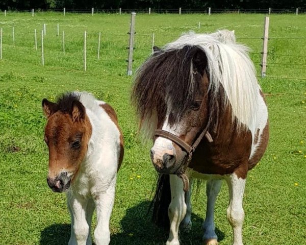 horse Foldhouse Indianna (Shetland pony (under 87 cm), 2011)