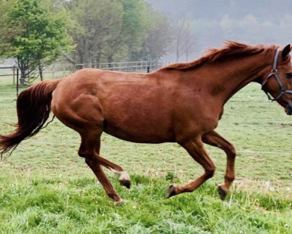 broodmare La Donna S (Oldenburg, 2007, from Donnerball)