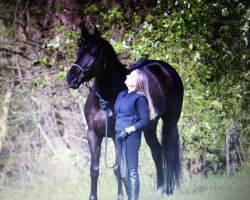 Pferd Cigar (Trakehner, 2012, von Tzigane)