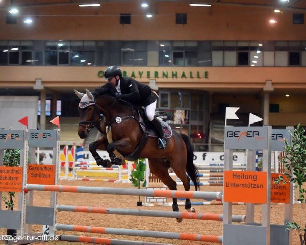 jumper Dilara 25 (German Sport Horse, 2010, from Catch Your Dreams)