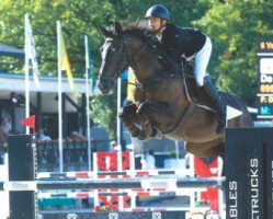 broodmare Karmelita van den Dries (Belgian Warmblood, 2010, from Diamant de Semilly)