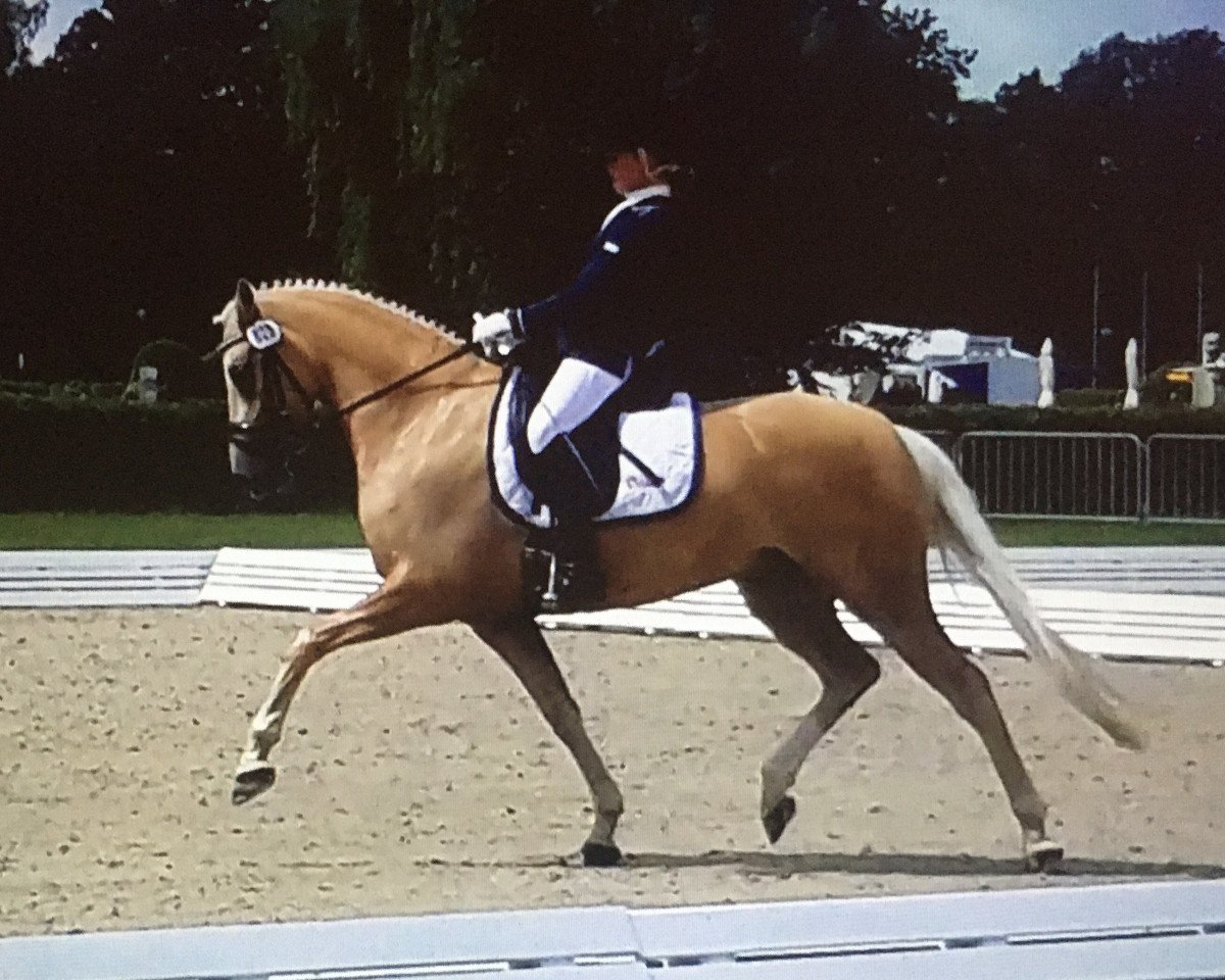 broodmare Birkenhain Golden Graciella WE (German Riding Pony, 2008, from HET Golden Dream)