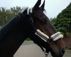 jumper Calino de Luze (Hanoverian, 2016, from Chaman)