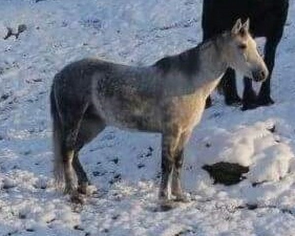 broodmare Carla (German Riding Pony, 2001, from Dabrock Kemal Pascha ox)