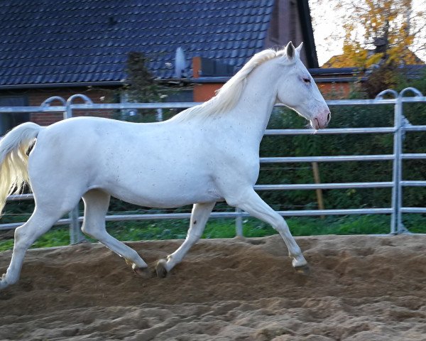 Dressurpferd Nautika 7 (Lipizzaner, 2006, von Pluto Darina)