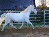 dressage horse Nautika (Lipizzaner, 2006, from Pluto Darina)