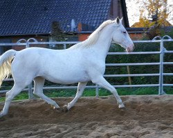 dressage horse Nautika (Lipizzaner, 2006, from Pluto Darina)