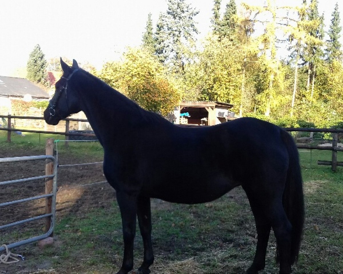 broodmare Je t'aime (Oldenburg, 1998, from De Niro)
