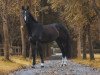 jumper Captain Cirrus K (Oldenburg show jumper, 2009, from Captain Fire)