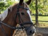 jumper Navienne J. (German Riding Pony, 2006, from Natango)