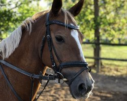 Springpferd Navienne J. (Deutsches Reitpony, 2006, von Natango)