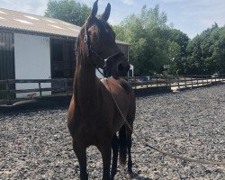 broodmare Galucci B (KWPN (Royal Dutch Sporthorse), 2011, from Southern Cross Armani)