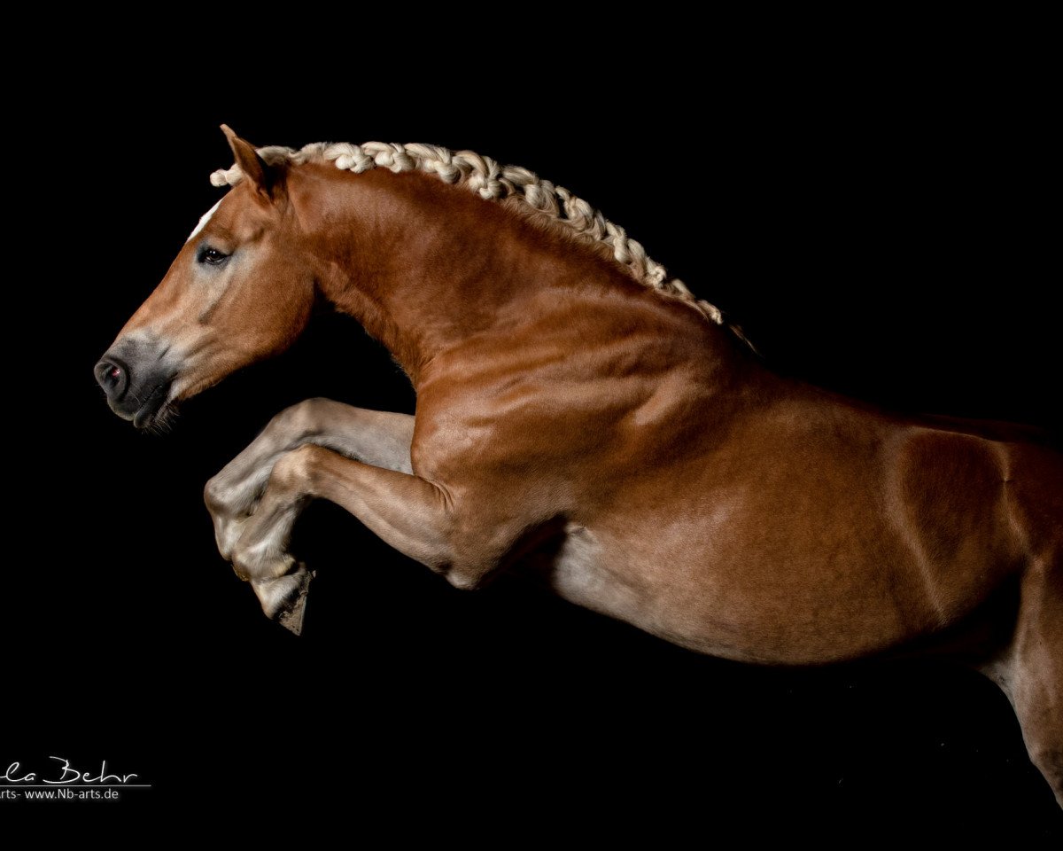Pferd Wildsturm (Haflinger, 2011, von Wüstenstern)