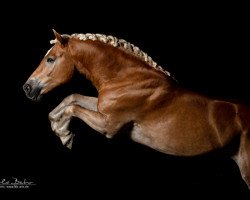 horse Wildsturm (Haflinger, 2011, from Wüstenstern)