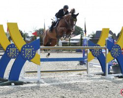 stallion Cascol Z (Zangersheide riding horse, 2013, from Casall Ask)