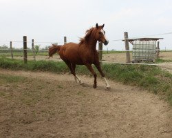 horse Finesse (Arabian thoroughbred, 2009, from Riad El Highlight ox)