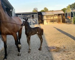 broodmare Zoneglans (KWPN (Royal Dutch Sporthorse), 2004, from Watermill Scandic)