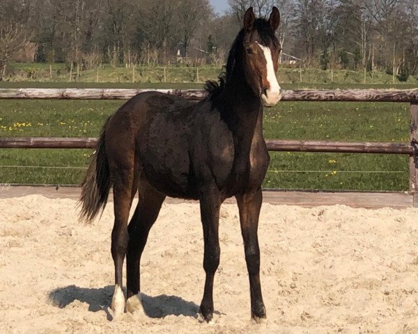 dressage horse Orion (KWPN (Royal Dutch Sporthorse), 2019, from Wedgwood)