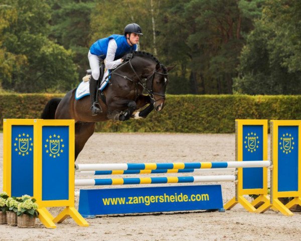 stallion Castor Z (Hanoverian, 2015, from Cassillias)