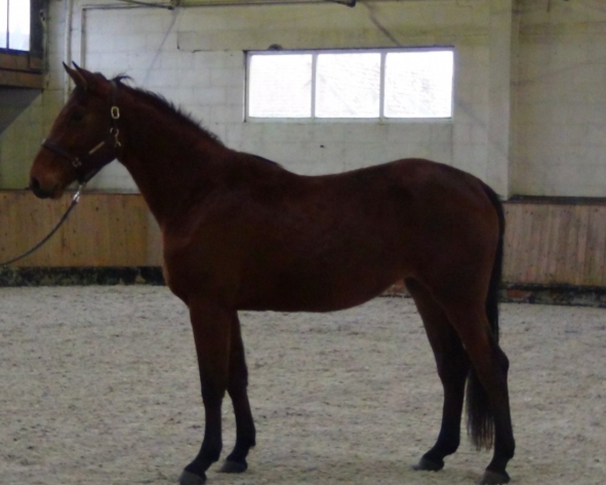 broodmare Diva de Kreisker (Selle Français, 2013, from Newton de Kreisker)