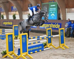 stallion Columbus Z 3 (Zangersheide riding horse, 2014, from Cornet Obolensky)