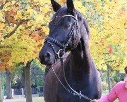 jumper Gemma 25 (German Sport Horse, 2015, from Genesis)