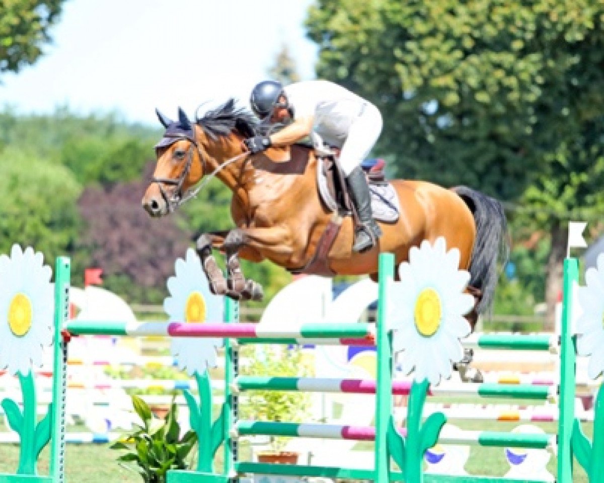 jumper Cambiasso de Kreisker (Selle Français, 2012, from Conrad de Hus)